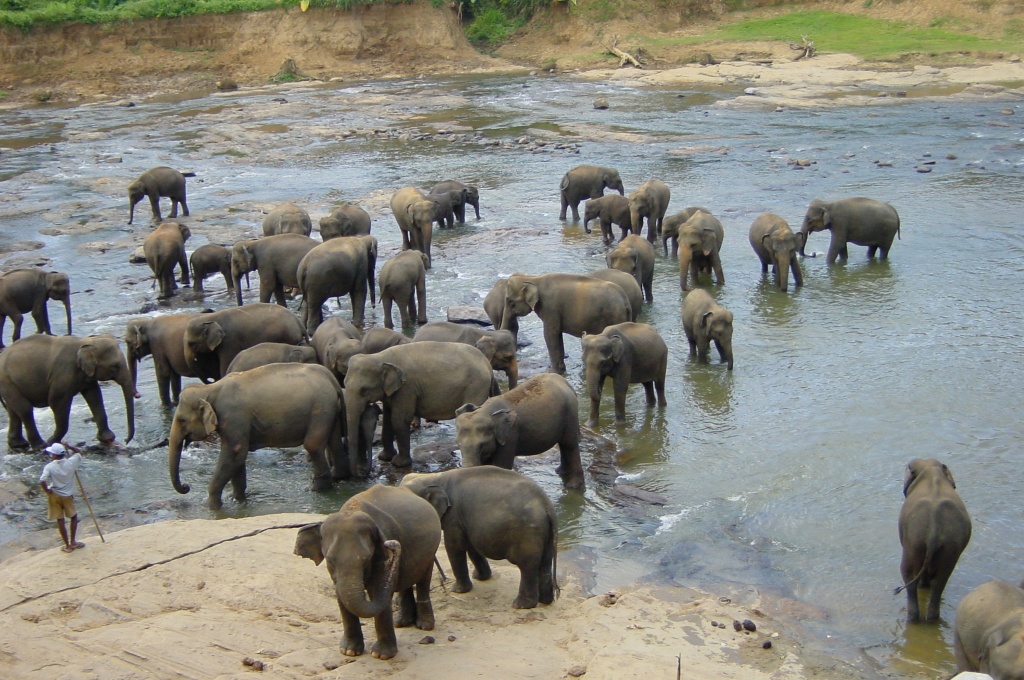 Sri Lanka elephants.JPG